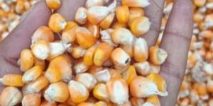 Yellow Maize