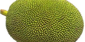 Jackfruit