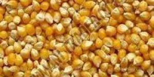 Pure Maize Seeds