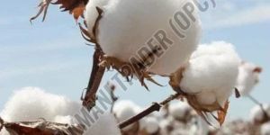 Pure Raw Cotton