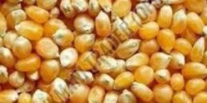Raw Maize Seeds