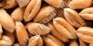 Raw Wheat Seeds