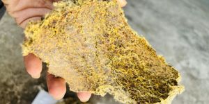 Cotton Seed Oil Cake