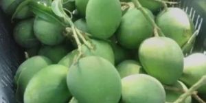 Fresh Green Mango