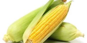 Fresh Maize