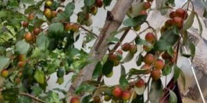 Apple Ber Plant