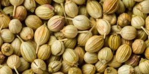 Coriander Seeds