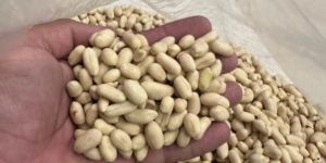 Blanched Peanuts (G20)