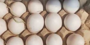 Duck Eggs