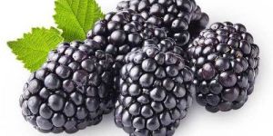 Imported Blackberry