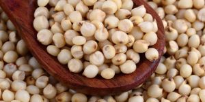 Sorghum Millet Seeds