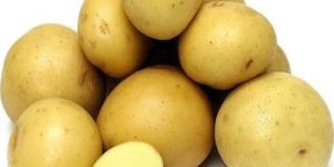 Fresh Big Potato