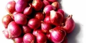 Fresh Small Red Onion