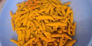 Dry Turmeric Finger