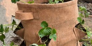 Vertical Strawberry Grow Bag