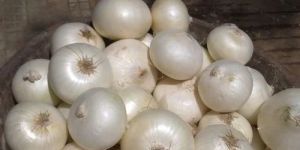 Fresh White Onion