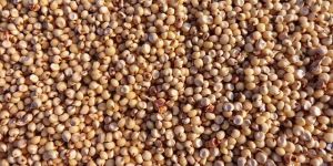 Premium Sorghum Seeds