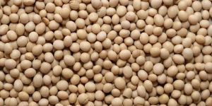 Soybean Seeds