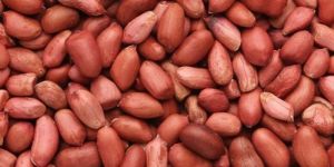 Runner Peanut Kernel