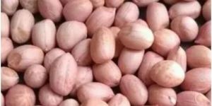 Spanish Peanut Kernel