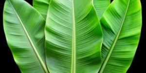 Fresh Green Banana Leaves