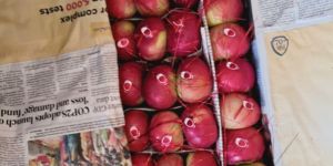 Kashmiri American Apples