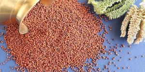 Ragi Seeds