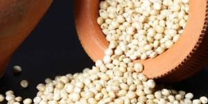 White Sorghum