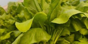 Fresh Spinach Leaves