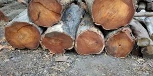 Sheesham Round Wood Logs