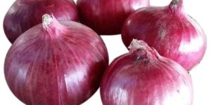 a Grade Pink Onion