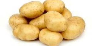 Fresh Potato