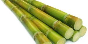 Fresh Sugarcane