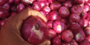 Red Onion