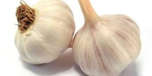 White Fresh Garlic
