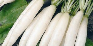 Fresh White Radish