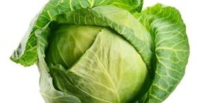 Fresh Organic Cabbage