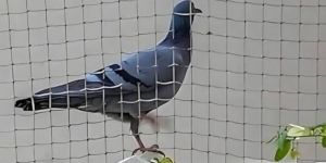 Pigeon Safety Nets