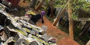 Dil Kush Green Grapes