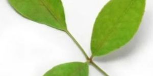 Fresh Bael Tree Leaves