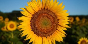 Fresh Sunflower