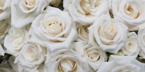 White Rose