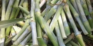 Super Napier Grass Sticks