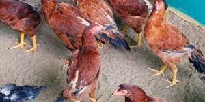 Natu Kodi Chicken