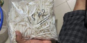 Dentalium Smooth Shells