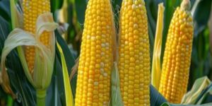 Maize