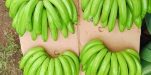 Fresh Green Banana