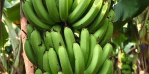 Fresh Green G9 Banana