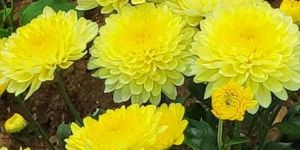 Chrysanthemum Flower