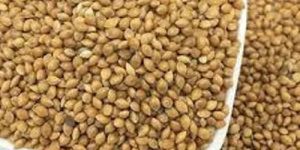 Proso Millet Seeds